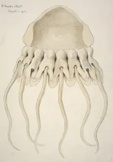 Dr Edward Wilson Prints: Periphylla periphylla, helmet jellyfish