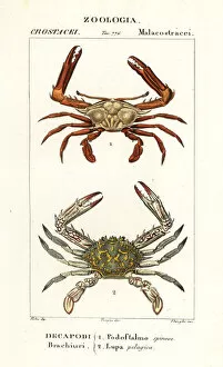 Crustacean Collection: Periscope crab and flower crab