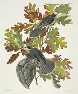 Fagaceae Prints: Perisoreus canadensis, grey jay