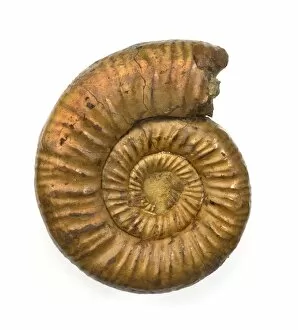 Images Dated 1st April 2004: Perisphinctes, ammonite