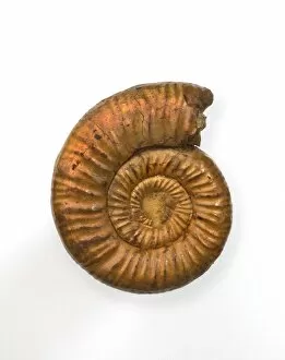 Ammonoidea Gallery: Perisphinctes, ammonite
