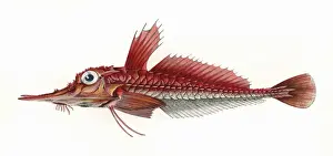 Armored Prints: Peristedion, or Armed Gurnard