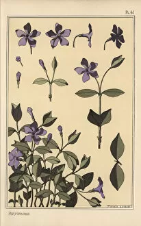 Andtheirapplicationtoornament Collection: Periwinkle botanical study