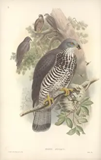 Pernis apivorus, European honey buzzard