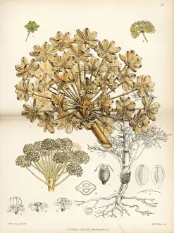 Persian asafoetida, Ferula foetida