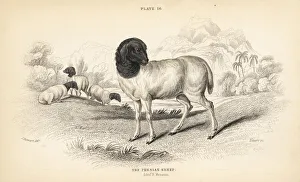 Aries Collection: Persian or Blackhead Persian sheep, Ovis aries