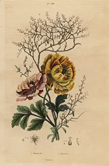Buttercup Prints: Persian buttercup and Chinese indigo