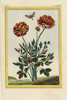 Curieuses Prints: Persian buttercup hybrid Harlequin, Ranunculus asiaticus