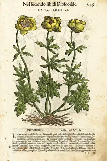 Andrea Gallery: Persian buttercup, Ranunculus asiaticus