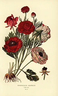 Gardening Prints: Persian buttercups, Ranunculus asiaticus