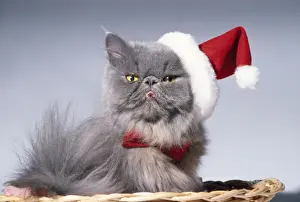 Bows Prints: Persian Cat