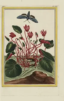 Persian cyclamen, Cyclamen persicum
