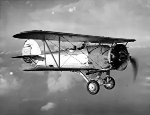 Persian Hawker Audax