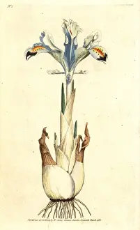 Persian iris, Iris persica