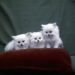 Three Persian kittens