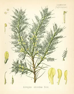 Persian manna or tragacanth, Astracantha adscendens
