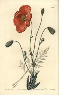 Sydenhamedwards Prints: Persian poppy, Papaver persicum