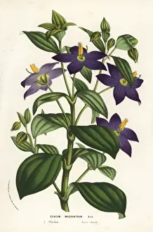 Violet Prints: Persian violet, Exacum macranthum. Critically endangered