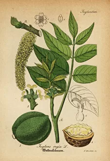 Mediinisch Pharmaceutischer Gallery: Persian walnut or English walnut, Juglans regia