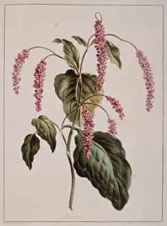 Caryophyllales Prints: Persicaria sp. knotweed