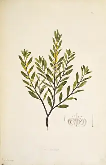 Eudicotinae Prints: Persoonia lanceolata, lance leaf geebung