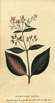 Quinine Prints: Peruvian bark, Cinchona officinalis