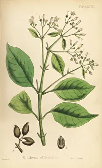 Peruvian Gallery: Peruvian bark tree or quinine tree, Cinchona officinalis