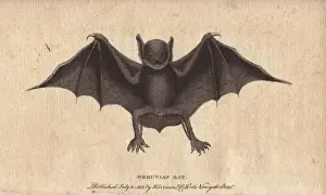 Peruvian Prints: Peruvian bat or harelipped bat, Vespertilio leporinus