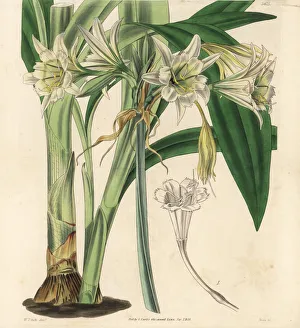 Peruvian Gallery: Peruvian daffodil, Ismene pedunculata