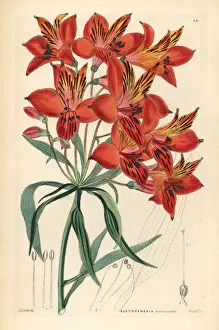 Alstroemeria Collection: Peruvian lily, Alstroemeria ligtu