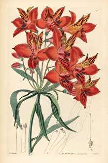 Peruvian Gallery: Peruvian lily, Alstroemeria ligtu