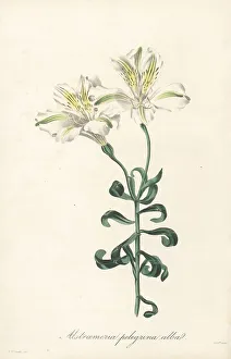 Magazine Of Botany Prints: Peruvian lily, Alstroemeria pelegrina