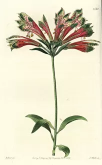 Alstroemeria Collection: Peruvian lily, Alstroemeria pulchella