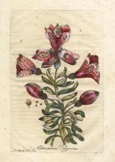 Peruvian lily or Inca lily, Alstromeria pelegrina