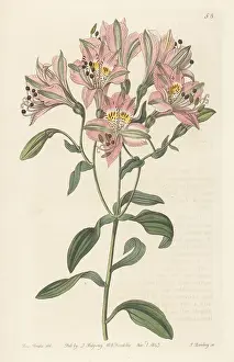 Miss Drake Prints: Peruvian lily or lily of the Incas, Alstroemeria chorillensis