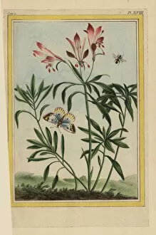 Alstroemeria Collection: Peruvian lily or lily of the Incas, Alstroemeria pulchella