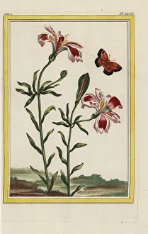 Lily Gallery: Peruvian lily or lily of the Incas, Alstroemeria species