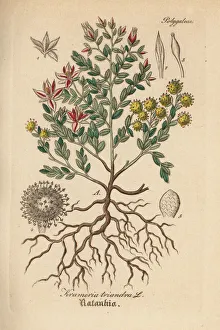Peruvian Gallery: Peruvian rhatany, Krameria lappacea