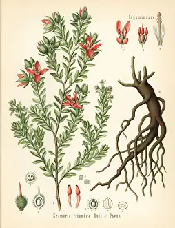 Peruvian rhatany, Krameria lappacea