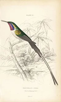 Cora Gallery: Peruvian sheartail, Thaumastura cora
