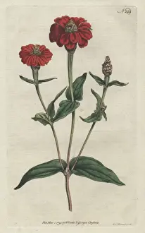 Many Prints: Peruvian zinnia, Zinnia peruviana