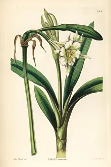 Barclay Gallery: Pervuvian daffodil, Ismene pedunculata