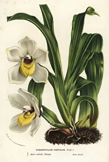 Pescatoria cerina orchid
