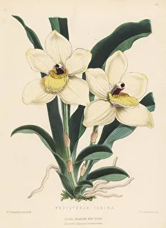 Colombia Prints: Pescatoria cerina orchid