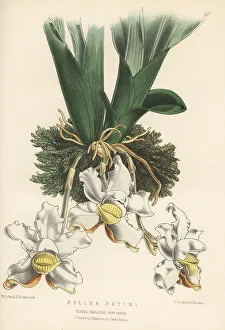 South America Prints: Pescatoria lalindei orchid