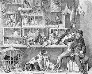 PET SHOP, LONDON