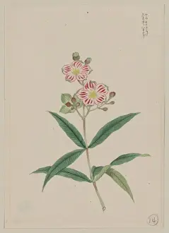 Stem Prints: Five petal red-on-white blossoms on stem above two three-lea