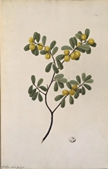 Petalostigma banksii, quinine bush Petalostigma banksii, quinine bush