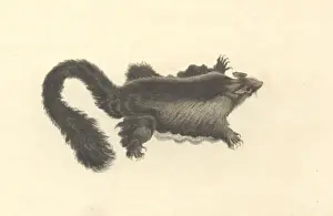 Bushy Prints: Petaurus australis, yellow-bellied glider