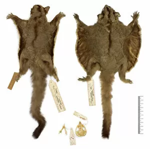Skull Collection: Petaurus breviceps ariel, sugar glider